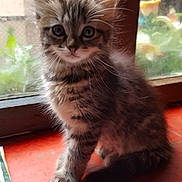 Maya participe au concours pour gagner de l'argent avec cette photo : asian, british_semi_longhair, carnivore, cat, cymric, domestic_long_haired_cat, domestic_short_haired_cat, european_shorthair, felidae, kitten, maine_coon, mammal, ojos_azules, polydactyl_cat, ragamuffin, siberian, small_to_medium_sized_cats, tabby_cat, vertebrate, whiskers