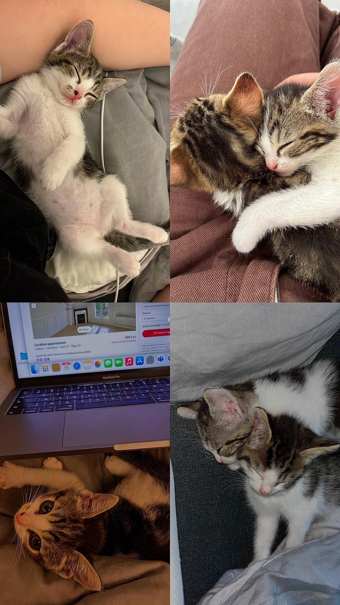 Tina participe au concours pour gagner de l'argent avec cette photo : carnivore, cat, collage, computer, domestic_short_haired_cat, felidae, fur, gesture, laptop, mammal, netbook, organ, personal_computer, photo_caption, photograph, small_to_medium_sized_cats, snapshot, tail, vertebrate, whiskers