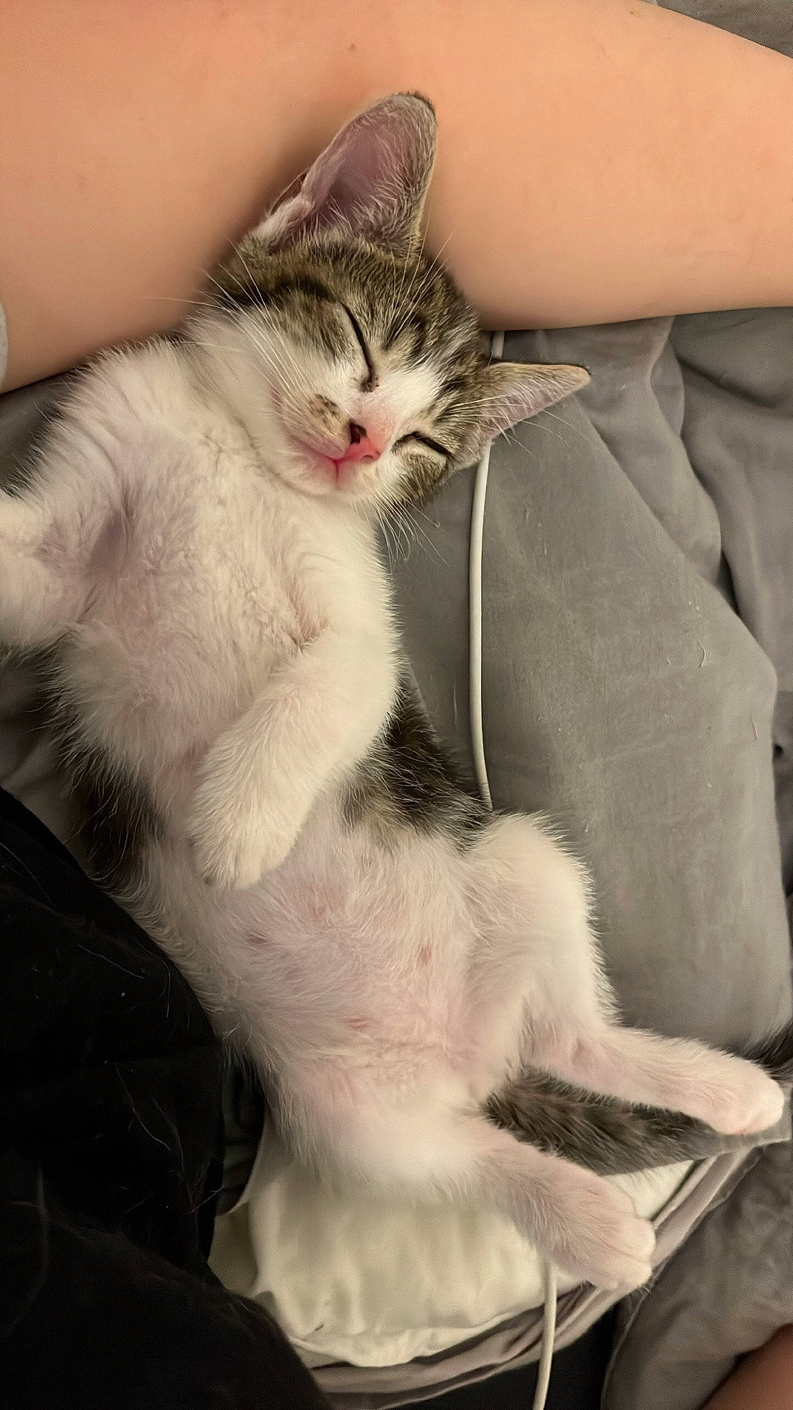 Tina participe au concours pour gagner de l'argent avec cette photo : carnivore, cat, claw, comfort, domestic_short_haired_cat, eyelash, fawn, felidae, foot, fur, gesture, nail, paw, sitting, small_to_medium_sized_cats, snout, tail, whiskers