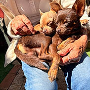 Sun Et Vasco a rejoint le concours — aidez-le/la à gagner de superbes lots ! dog, sleeping, lap, person, hands, jeans, sunlight, outdoor, pet, brown_dog, tan_dog, small_dog, cozy, relaxing, fur, cute, animal, companionship, resting, warm