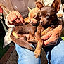 dog, sleeping, lap, person, hands, jeans, sunlight, outdoor, pet, brown_dog, tan_dog, small_dog, cozy, relaxing, fur, cute, animal, companionship, resting, warm