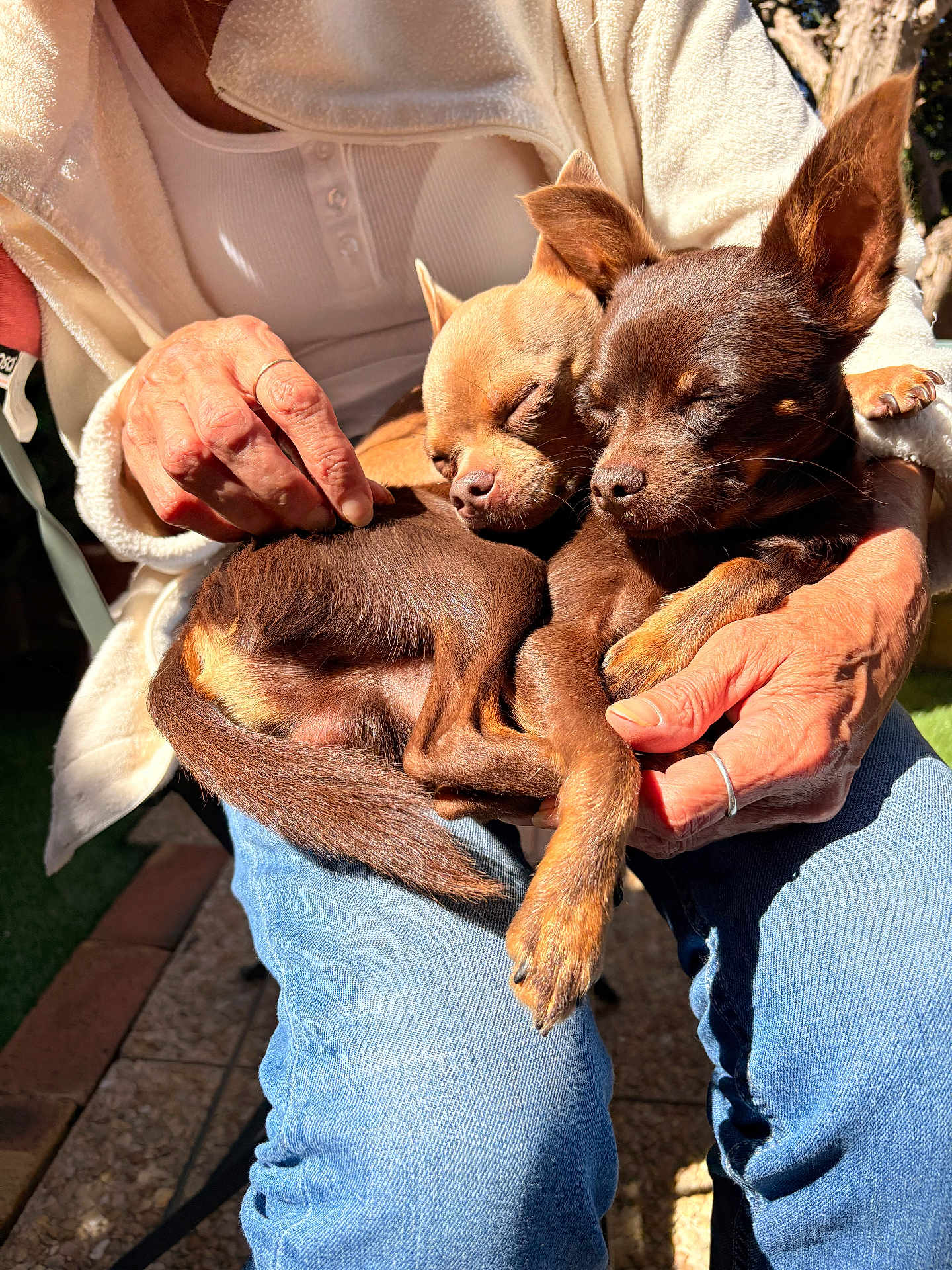 Sun Et Vasco a rejoint le concours — aidez-le/la à gagner de superbes lots ! dog, sleeping, lap, person, hands, jeans, sunlight, outdoor, pet, brown_dog, tan_dog, small_dog, cozy, relaxing, fur, cute, animal, companionship, resting, warm
