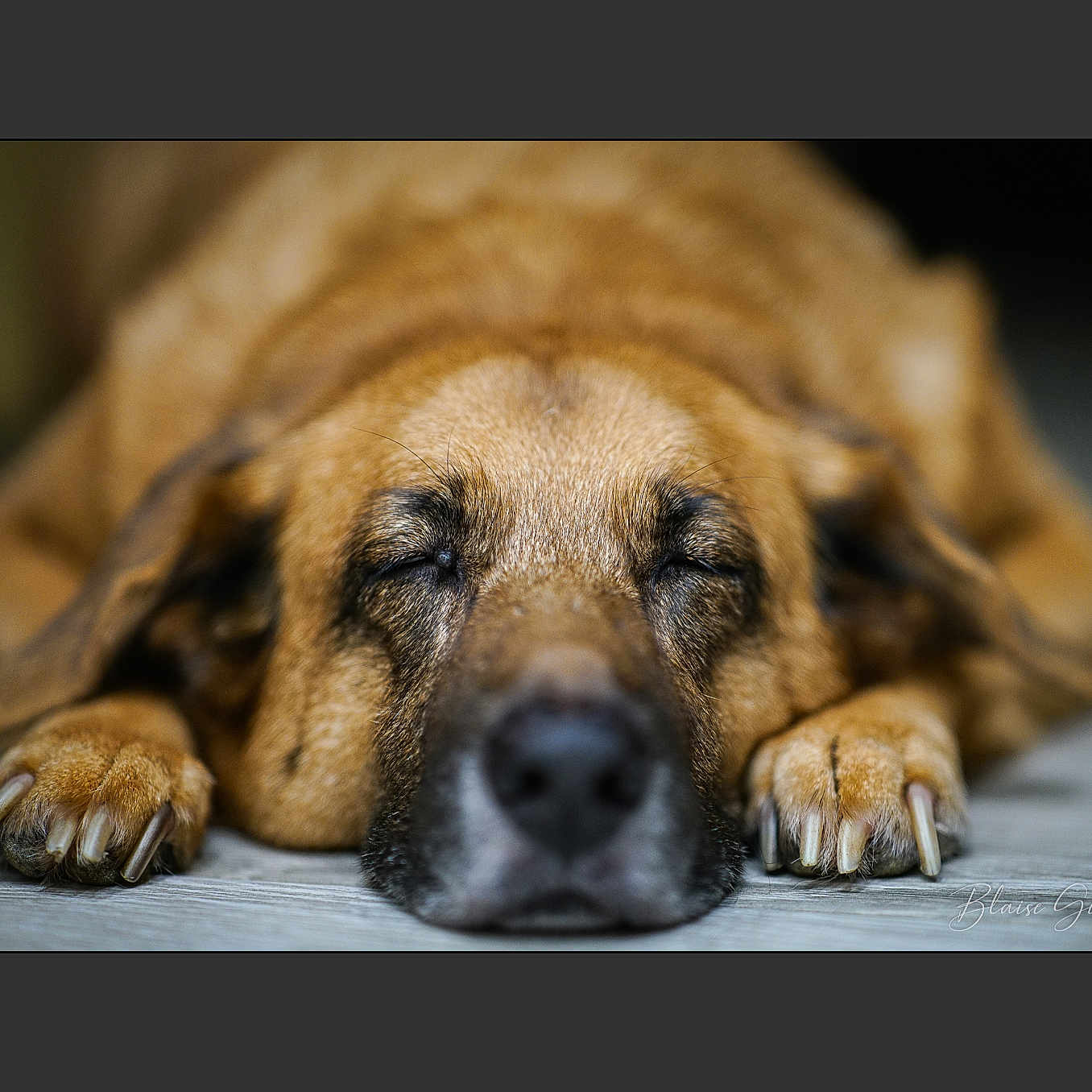 Bibiche a rejoint le concours — aidez-le/la à gagner de superbes lots ! animal, beagle, bulldog, canine, dog, germanshepherd, hound, labradorretriever, person, pet, pitbull, puppy, sleeping, snout