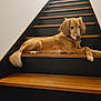 Kayden participe au concours pour gagner de l'argent avec cette photo : dog, stairs, wood, brown, pet, animal, fur, relaxed, indoor, paw, tail, collar, side_view, quiet, resting, house, triangular_frame, calm, domestic, cute
