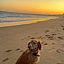 dog, beach, sunset, sand, ocean, waves, animal, pet, canine, outdoor, nature, water, sky, horizon, collar, sitting, happy, tongue_out, sunlight, shore