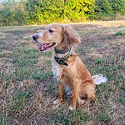 Kayden participe au concours pour gagner de l'argent avec cette photo : dog, outdoor, grass, collar, pet, animal, field, nature, summer, happy, canine, sitting, fur, sunlight, greenery, tongue, ears, portrait, daylight, muzzle