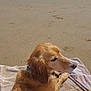 Kayden participe au concours pour gagner de l'argent avec cette photo : dog, golden_retriever, beach, sand, ocean, water, towel, relaxing, sunny, wet, animal, pet, outdoor, summer, vacation, canine, nature, seaside, daytime, people
