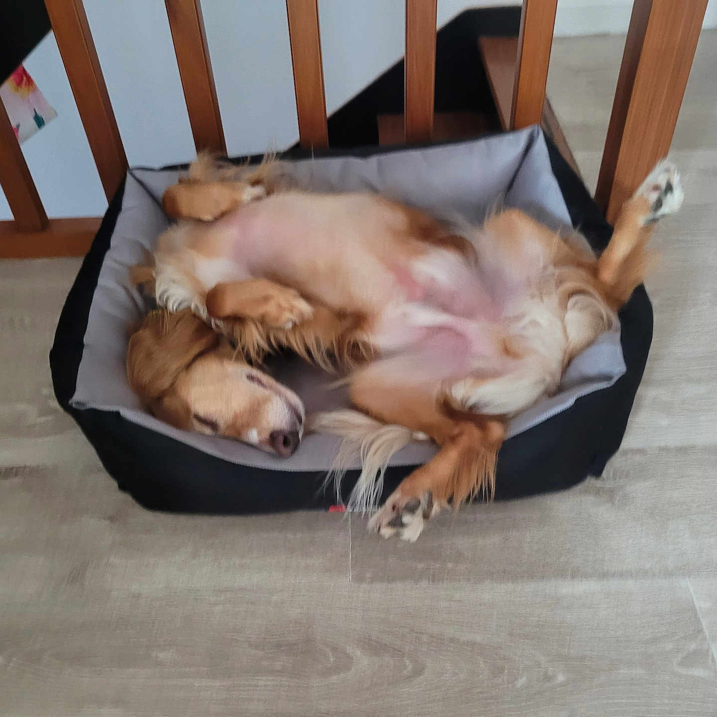 Kayden participe au concours pour gagner de l'argent avec cette photo : animal, canine, cozy, cute, dog, domestic, funny_pose, fur, golden_fur, home, indoor, legs_up, mammal, paw, pet_bed, relaxed, resting, sleep, sleeping, wooden_floor