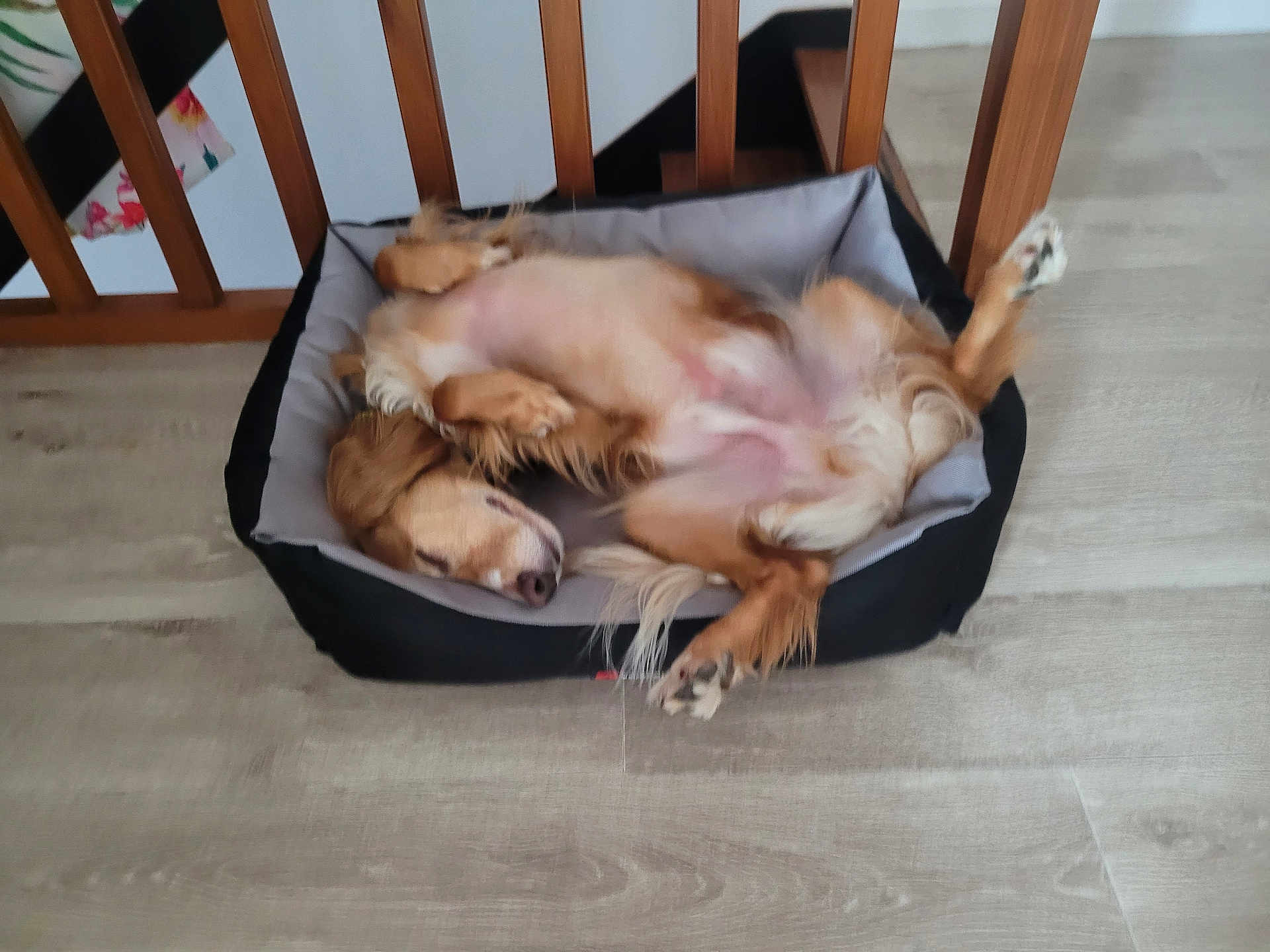 Kayden participe au concours pour gagner de l'argent avec cette photo : dog, pet_bed, wooden_floor, indoor, sleeping, golden_fur, relaxed, canine, funny_pose, paw, fur, animal, cozy, resting, home, legs_up, cute, domestic, mammal, sleep