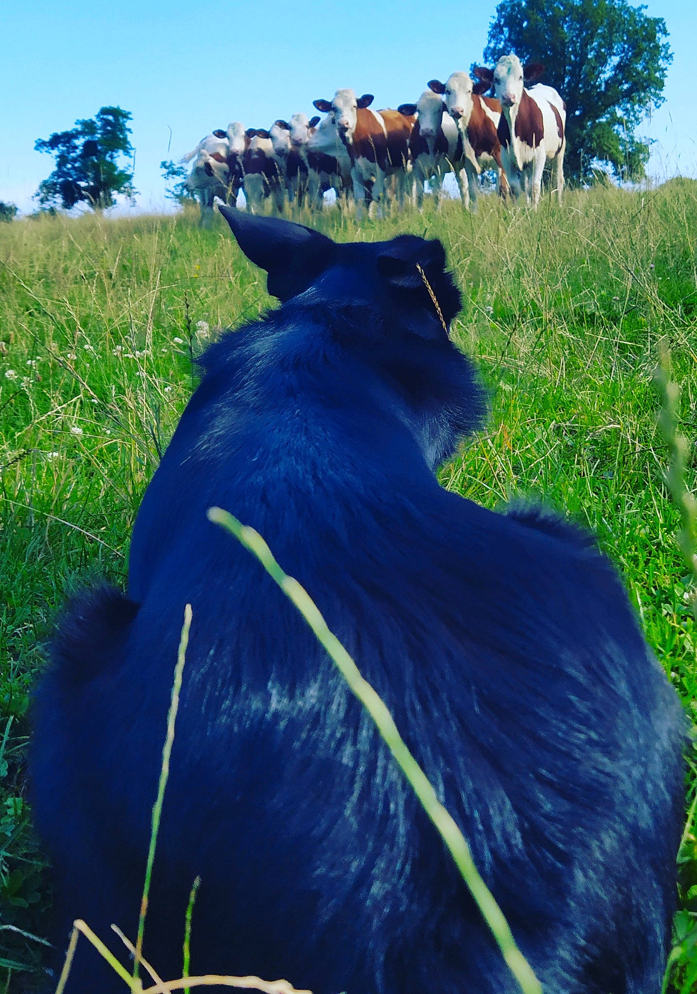 Roxanne a rejoint le concours — aidez-le/la à gagner de superbes lots ! agriculture, bull, ecoregion, fawn, grass, grass_family, grassland, grazing, landscape, mammal, meadow, natural_environment, natural_landscape, nature, plant, rural_area, sky, tree, vertebrate, working_animal