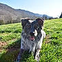 dog, canine, pet, grass, green_grass, field, mountain, hill, sky, blue_sky, sunny, outdoor, nature, portrait, close_up, lying_down, panting, fur, ears, tongue