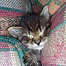 kitten, sleeping, paw, fur, cute, cozy, blanket, textile, pattern, colorful, resting, pet, animal, closeup, soft, adorable, whiskers, ears, claws, peaceful