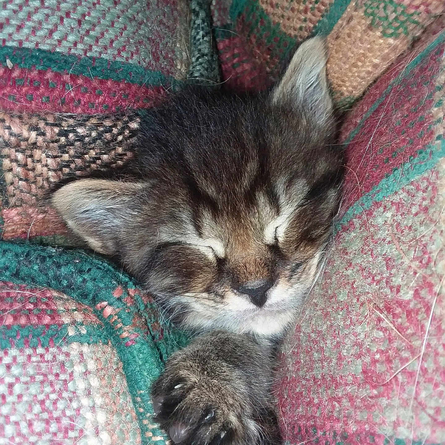 Mylo