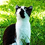 cat, black_and_white, grass, outdoor, animal, pet, curious, feline, nature, greenery, sunlight, whiskers, ears, alert, mammal, young_cat, sitting, looking_up, daylight, closeup