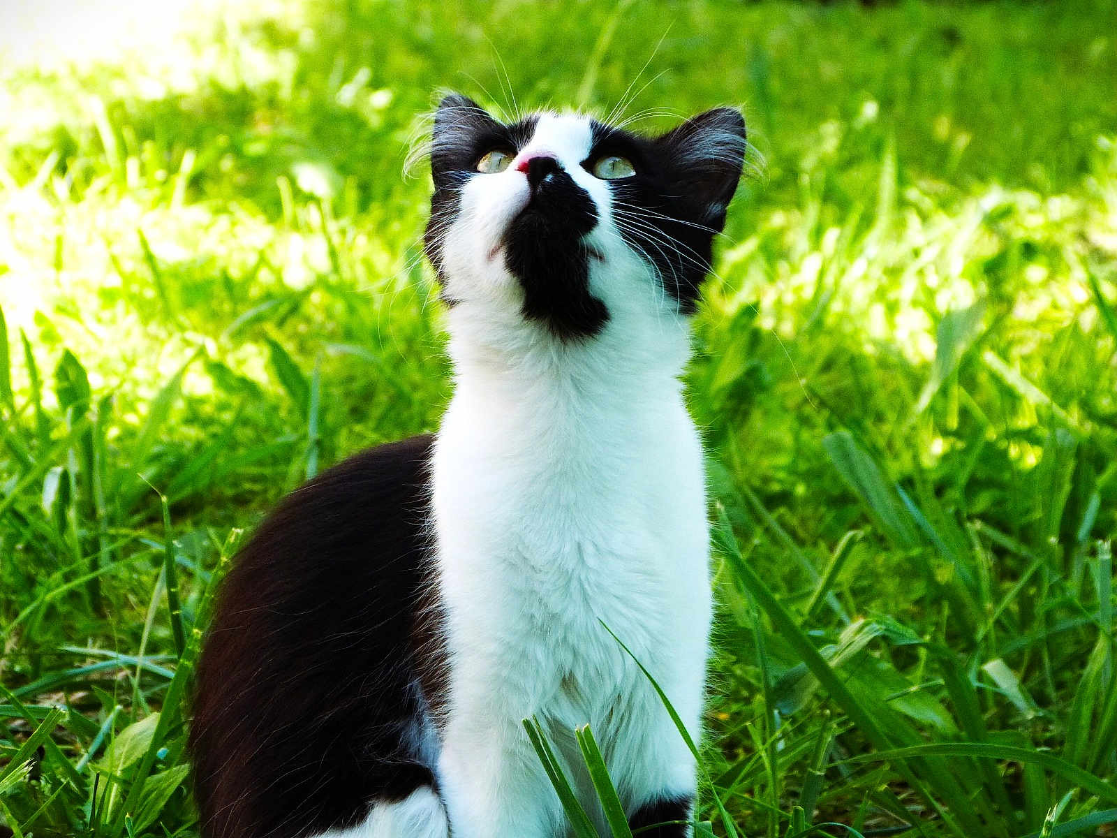 Smoky a rejoint le concours — aidez-le/la à gagner de superbes lots ! cat, black_and_white, grass, outdoor, animal, pet, curious, feline, nature, greenery, sunlight, whiskers, ears, alert, mammal, young_cat, sitting, looking_up, daylight, closeup