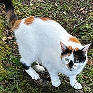 Tessa joined the competition — help win amazing prizes! cat, calico, animal, outdoor, greenery, moss, grass, plant, nature, whiskers, tail, fur, walking, alert, ground, leaves, tree_bark, curious, pet, wildlife