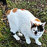 cat, calico, animal, outdoor, greenery, moss, grass, plant, nature, whiskers, tail, fur, walking, alert, ground, leaves, tree_bark, curious, pet, wildlife
