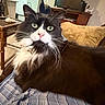 animal, black_and_white, blanket, cat, close_up, couch, cushion, furniture, green_eyes, indoor, lap, living_room, longhaired, pet, pink_nose, portrait, striped_fabric, television, tuxedo_cat, whiskers