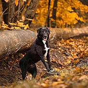 Volt participe au concours pour gagner de l'argent avec cette photo : dog, black_dog, canine, autumn, fallen_log, leaves, forest, outdoor, pet, portrait, shallow_depth, bokeh, nature, white_chest, tongue_out, sitting, happy, leaf_litter, brown_leaves, tree