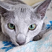 Alvin participe au concours pour gagner de l'argent avec cette photo : cat, gray_cat, green_eyes, close_up, pet, feline, resting, blanket, soft_texture, indoor, animal, cute, whiskers, ears, face, fur, cozy, relaxed, sleepy, domestic