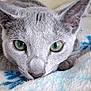 cat, gray_cat, green_eyes, close_up, pet, feline, resting, blanket, soft_texture, indoor, animal, cute, whiskers, ears, face, fur, cozy, relaxed, sleepy, domestic