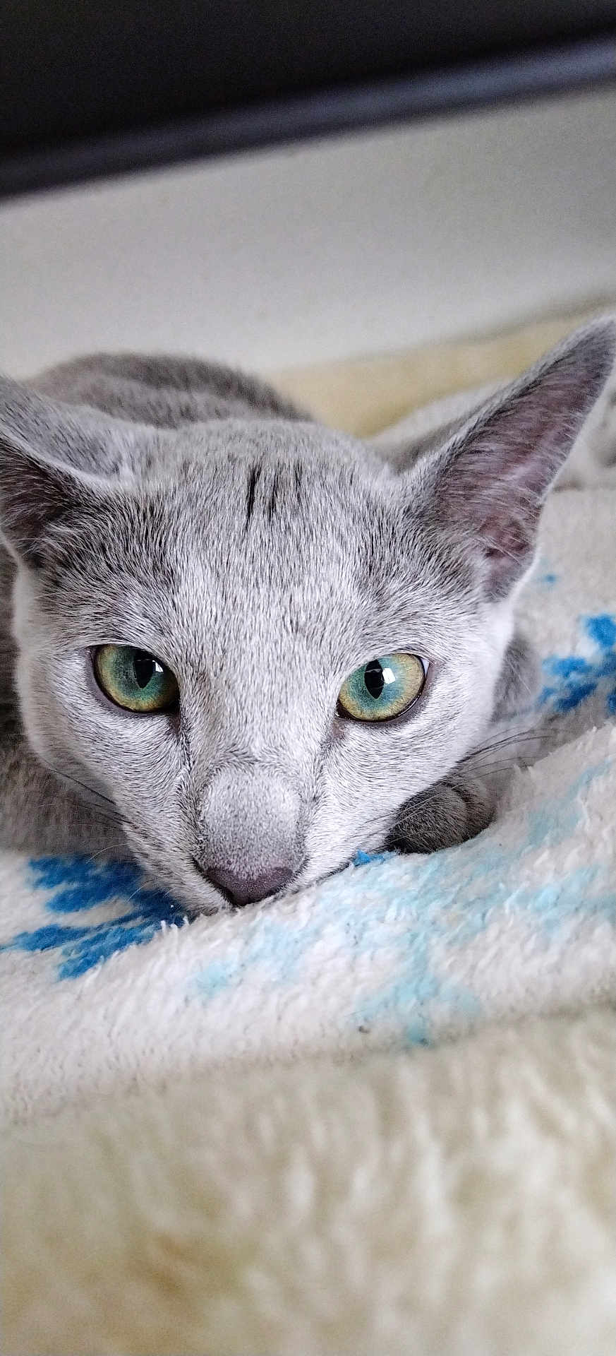 Alvin