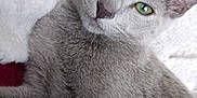Alvin a rejoint le concours — aidez-le/la à gagner de superbes lots ! cat, gray_cat, green_eyes, pet, animal, feline, cozy, blanket, indoor, resting, fur, cute, whiskers, ears, closeup, portrait, relaxed, soft, comfort, domestic_cat