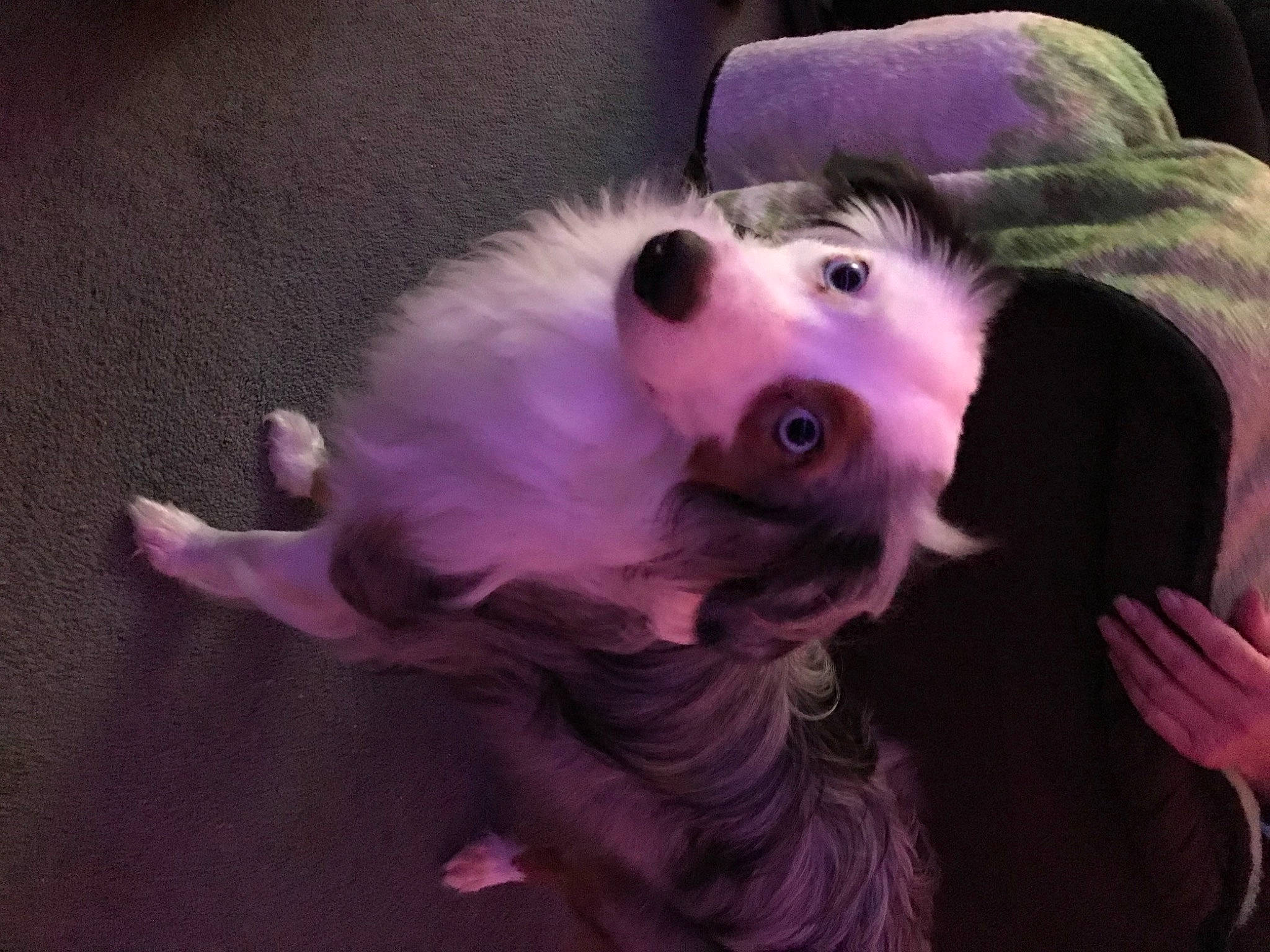 Charley joined the competition — help win amazing prizes! carnivore, companion_dog, dog, dog_breed, dog_clothes, dog_supply, ear, eye, fawn, fur_clothing, hair, happy, head, jaw, magenta, purple, smile, snout, toy, whiskers