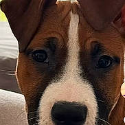 Aiya a rejoint le concours — aidez-le/la à gagner de superbes lots ! dog, puppy, close_up, snout, nose, whiskers, ears, brown_and_white, indoor, couch, sofa, domestic_animal, pet_portrait, eyes, face, portrait, home_interior, young_dog, curious, soft_light