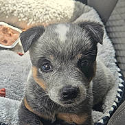 Max is registered to the contest to win money with this photo: puppy, dog, pet, bed, car_interior, cute, fur, animal, young, cozy, soft, portrait, closeup, sitting, looking, brown, black, white, ears, nose