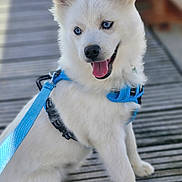 Aïko a rejoint le concours — aidez-le/la à gagner de superbes lots ! animal, blue_eyes, canine, companion, cute, dog, furry, happy, harness, leash, outdoor, pet, playful, puppy, sitting, smiling, tongue_out, white_fur, wooden_deck, young_dog