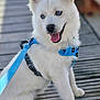 animal, blue_eyes, canine, companion, cute, dog, furry, happy, harness, leash, outdoor, pet, playful, puppy, sitting, smiling, tongue_out, white_fur, wooden_deck, young_dog
