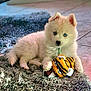 puppy, dog, blue_eyes, fluffy, toy, plush_toy, tiger_toy, carpet, indoor, pet, cute, young_dog, animal, playful, floor, domestic_animal, fur, small_dog, laying_down, looking