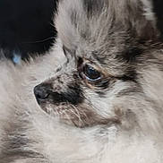 Baloo a rejoint le concours — aidez-le/la à gagner de superbes lots ! dog, puppy, fluffy, fur, indoor, pet, side_view, seated, close_up, animal, canine, cute, spot, black_nose, whiskers, soft_fur, background_blur, home, resting, young