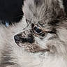 dog, puppy, fluffy, fur, indoor, pet, side_view, seated, close_up, animal, canine, cute, spot, black_nose, whiskers, soft_fur, background_blur, home, resting, young