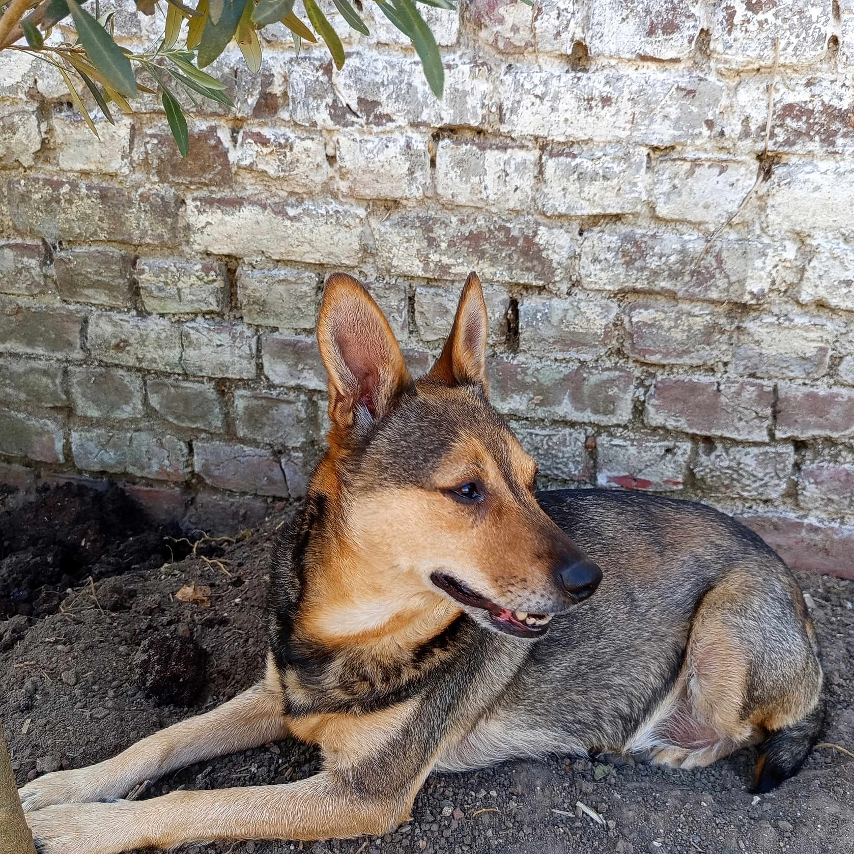 Chipie a rejoint le concours — aidez-le/la à gagner de superbes lots ! dog, animal, pet, outdoor, nature, brick_wall, dirt, leaf, canine, resting, ears, fur, muzzle, side_view, calm, relaxed, ground, daylight, brown, tan