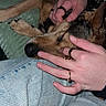 Chipie participe au concours pour gagner de l'argent avec cette photo : affection, animal, casual, closeup, comfort, cozy, dog, friendship, furry, hands, human, indoor, jeans, lap, napping, petting, relaxation, resting, rings, sleeping