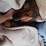 Chipie participe au concours pour gagner de l'argent avec cette photo : dog, sleeping, blanket, cozy, resting, paw, fur, indoor, comfort, snuggled, human_hand, peaceful, brown, pet, animal, relaxing, soft, bed, warm, cute