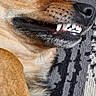 Chipie participe au concours pour gagner de l'argent avec cette photo : dog, close_up, teeth, grin, snarl, brown_fur, eye, ear, lying_down, carpet, patterned_rug, pet, animal, funny_expression, indoor, portrait, canine, fur, mouth, nose