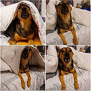Chipie participe au concours pour gagner de l'argent avec cette photo : dog, blanket, bed, collage, pet, animal, indoor, brown, black, fur, cute, playful, resting, canine, expression, comfort, home, cozy, portrait, four_panel