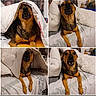 dog, blanket, bed, collage, pet, animal, indoor, brown, black, fur, cute, playful, resting, canine, expression, comfort, home, cozy, portrait, four_panel