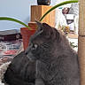 cat, gray_cat, cat_bed, cat_tree, indoor, furniture, plant_pot, lightbulb_lamp, houseplant, cozy, resting, pet, furry, side_view, domestic_cat, relaxed, home_interior, table, utensils, decor