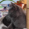 cat, gray_cat, pet, animal, feline, fluffy_bed, cozy, indoor, plant, potted_plant, table, household_items, relaxed, side_view, fur, whiskers, ears, resting, home, domestic