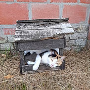 Joyce a rejoint le concours — aidez-le/la à gagner de superbes lots ! animal, brick_wall, calico_cat, calm, cat, cozy, cute, daylight, dry_grass, feline, nature, outdoor, pet, relaxed, resting, rustic, sleepy, small_house, weathered_wood, wooden_house