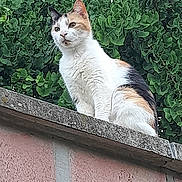 Joyce participe au concours pour gagner de l'argent avec cette photo : cat, calico, animal, pet, feline, brick_wall, outdoor, greenery, leafy, nature, perched, alert, looking_away, fur, whiskers, ears, daylight, wall, calm, majestic