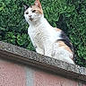Joyce participe au concours pour gagner de l'argent avec cette photo : alert, animal, brick_wall, calico, calm, cat, daylight, ears, feline, fur, greenery, leafy, looking_away, majestic, nature, outdoor, perched, pet, wall, whiskers