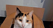 Joyce a rejoint le concours — aidez-le/la à gagner de superbes lots ! cat, calico_cat, cardboard_box, indoor, pet, animal, feline, looking, curious, sitting, brown_box, white_fur, orange_fur, black_fur, whiskers, ears, eyes, floor, quiet, domestic