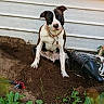 animal, bicycle, canine, collar, daytime, dirt, dog, excavation, garden, greenery, mischievous, nature, outdoor, pet, pitbull, plants, playful, soil, sunlight, yard