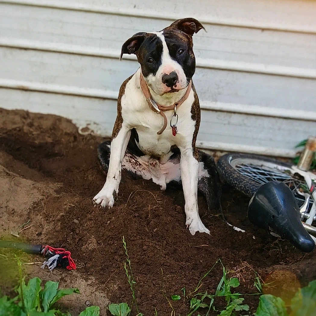 Silas is registered to the contest to win money with this photo: dog, pitbull, outdoor, dirt, garden, bicycle, greenery, plants, excavation, mischievous, pet, animal, collar, yard, soil, playful, canine, sunlight, daytime, nature