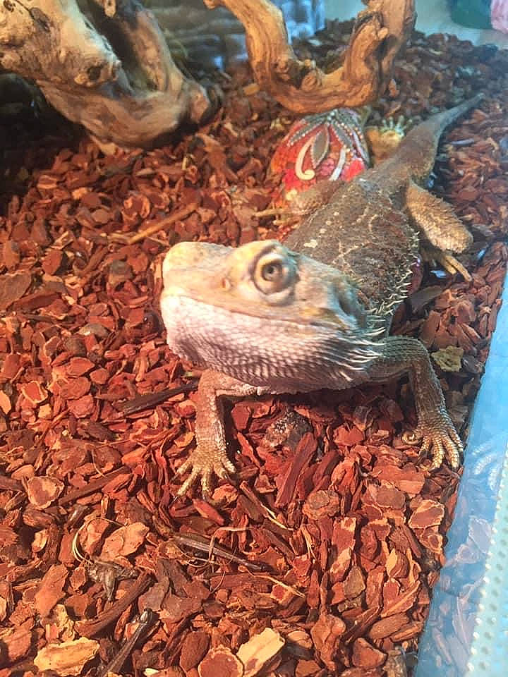 Jack a rejoint le concours — aidez-le/la à gagner de superbes lots ! cryptid, dinosaur, dragon_lizard, iguania, lizard, reptile, scaled_reptile